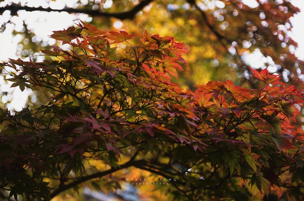 Filmklappe in einem herbstlichen Wald