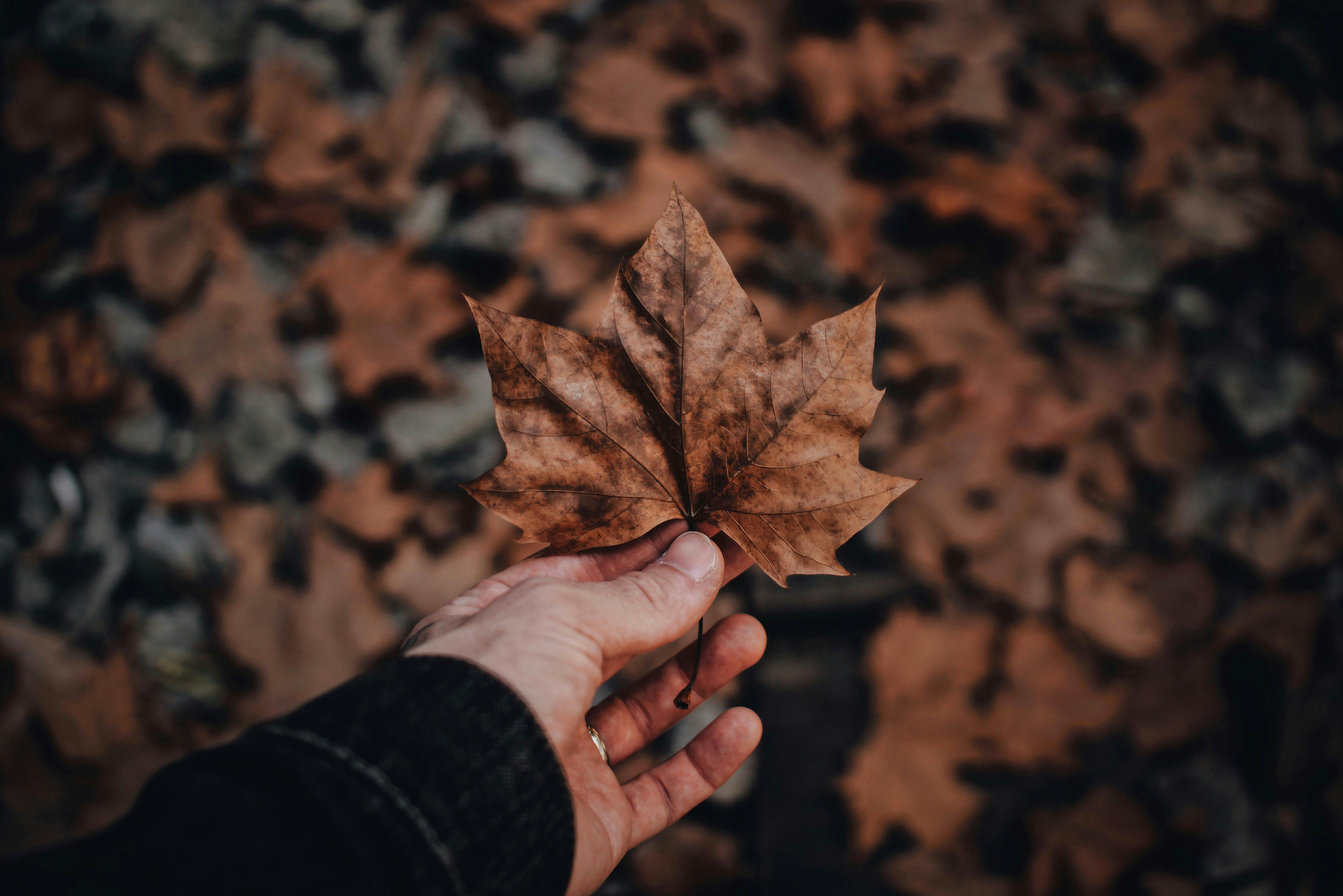 Hände halten bunte Herbstblätter