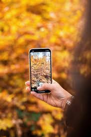 Person fotografiert ein Herbstblatt mit dem Smartphone